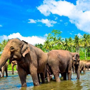 Русскоговорящая Шри Ланка/ Russian speaking Sri Lanka